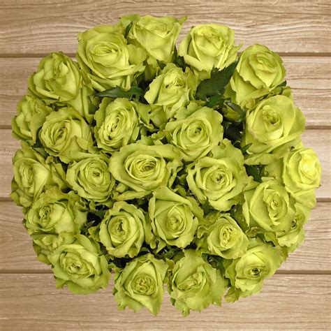 Roses Green 50cm – Eblooms Farm Direct Inc.