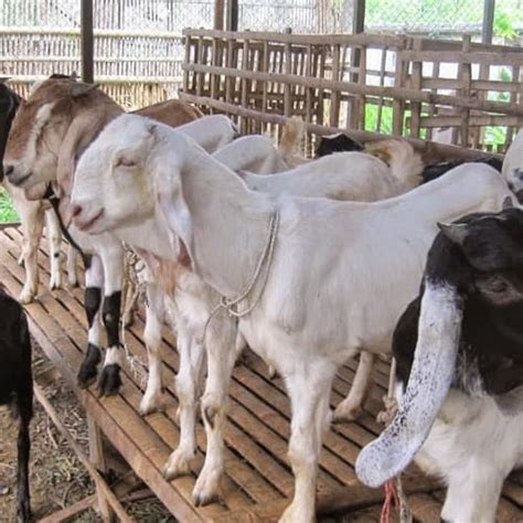 Jual Kambing Domba Qurban