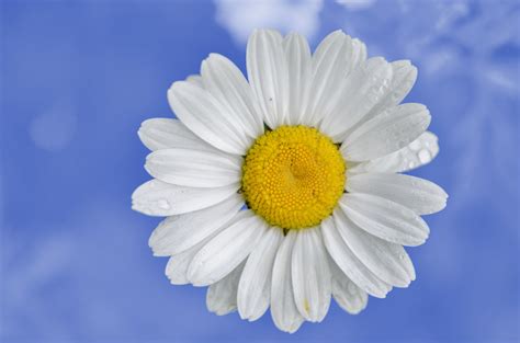 Daisy Flower Blue Sky Free Stock Photo - Public Domain Pictures