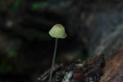 P2252422 Mycena Sp Tiny Green Mycena Sp Closeup Cap 6 7 Flickr