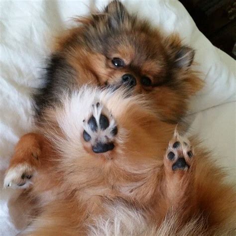 13 Pomeranians Whose Fluff Levels Are Off The Charts Cute Dogs