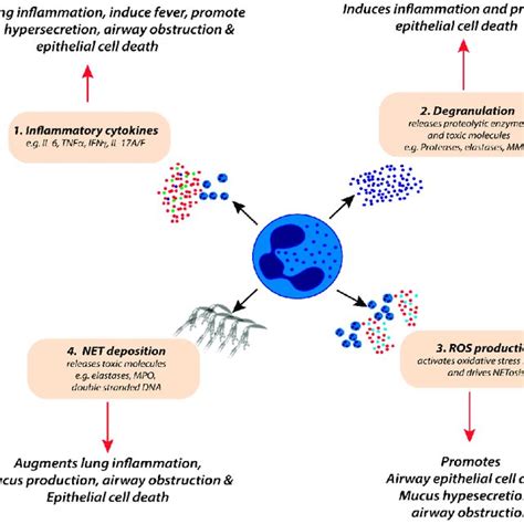 Potential Roles Of Neutrophils In The Pathophysiology Of Severe