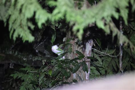 Taiwan Red and white Giant Flying Squirrel from 605台灣嘉義縣阿里山鄉 on October