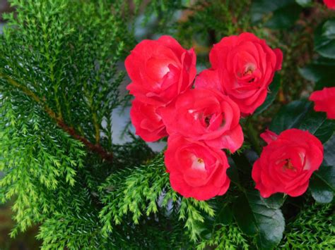 Розы мира: от роскоши до простоты - Садовое обозрение/Garden review ...