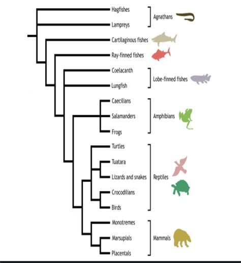 Lecture Exam 3 Vertebrates Phylogenetic Tree Diagram Quizlet