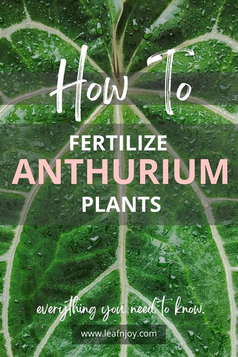 How To Fertilize Anthurium Plants Leafnjoy Anthurium Plant