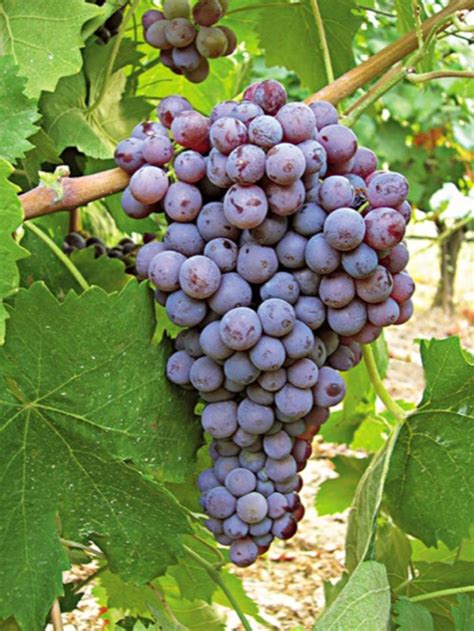 Grape Varieties Wines Of Greece