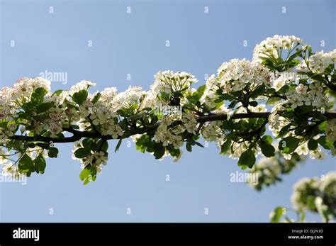 Hawthorn Stock Photo Alamy