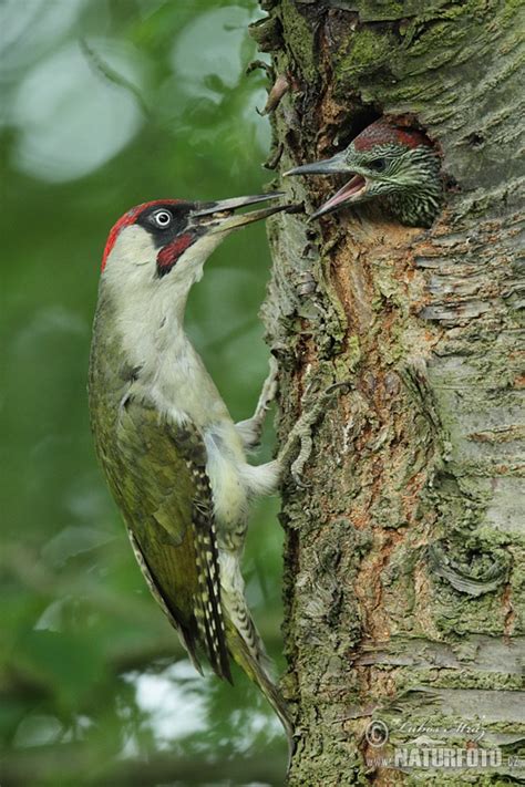 Žluna zelená | Naturfoto.cz