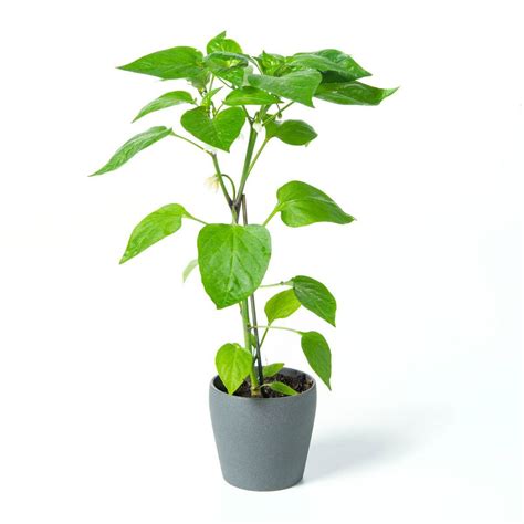 Mini-Snack Paprika Orange - Capsicum annuum Lubega Mini Orange günstig ...