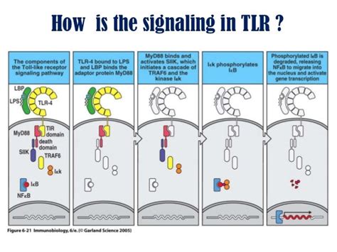 TLR