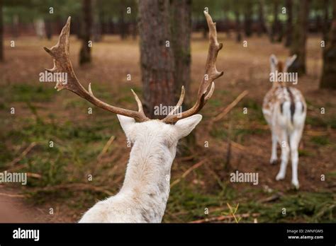 White Fallow Deer Stock Photo Alamy