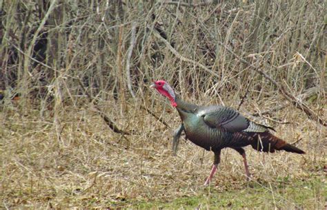 Wild Turkeys Gobbling