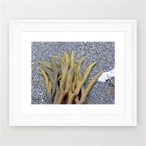 Kelp Bladders Framed Art Print By Danbythesea Society6 Framed Art