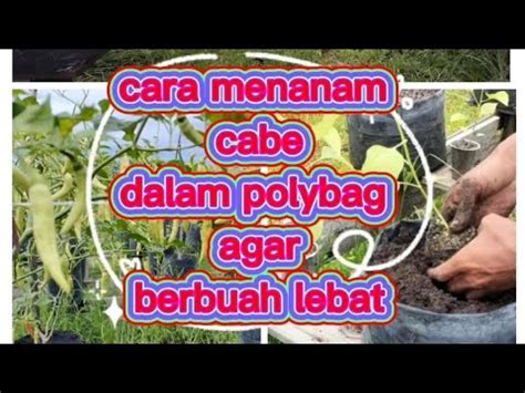 Cara Menanam Cabe Dalam Polybag Agar Berbuah Lebat YouTube