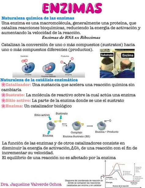 Bioqu Mica Humana Enzimas Jaqueline Udocz