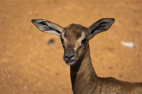 Nace en Bioparc Valencia una cría de la gacela Mhorr especie que se