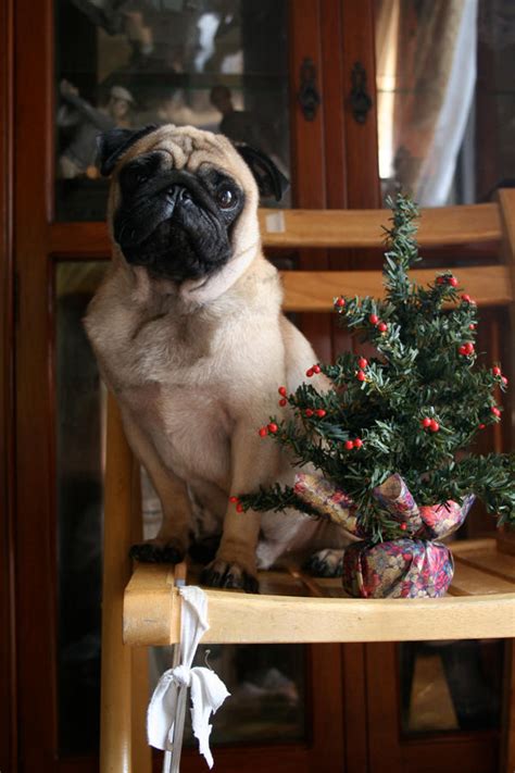 Christmas Tree Pug by mcda on DeviantArt