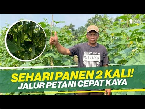 Trik Sukses Tanam Timun Baby Ilmu Daging Semua Youtube