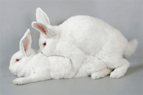 Complete Guide On Breeding A New Zealand White Rabbit