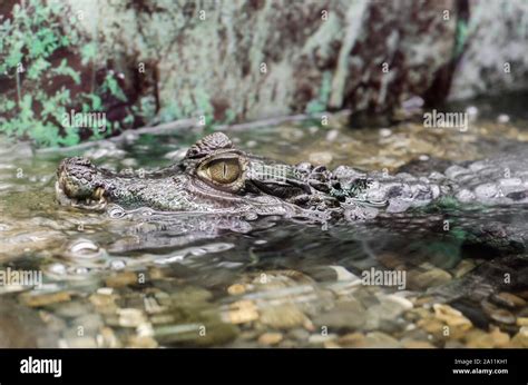 Crocodile Swims Hi Res Stock Photography And Images Alamy