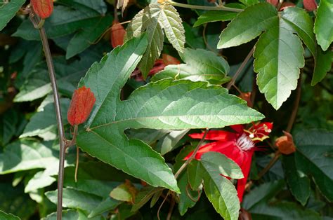 Passiflora Coccinea Red Passion Vine