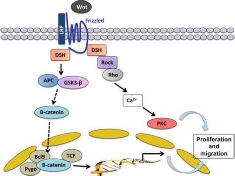 4 Wnt Signaling Pathway Download Scientific Diagram