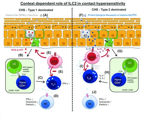 Context Dependent Role Of ILC2 In Type 1 And Type 2 Dominated Contact