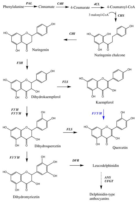 Simplified Scheme Of The Phenylpropanoid Pathway In Tomato The First