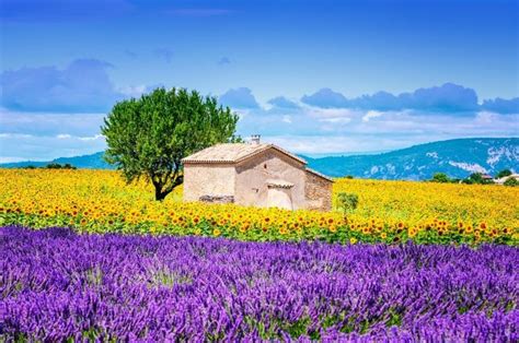 Sunflowers In The South Of France In Beautiful Landscapes