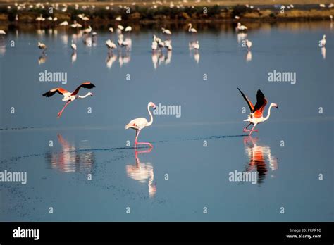 Three Flamingos Hi Res Stock Photography And Images Alamy