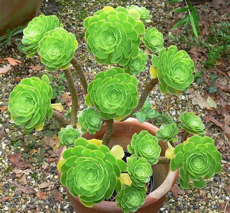 Tipos De Suculentas Aeonium