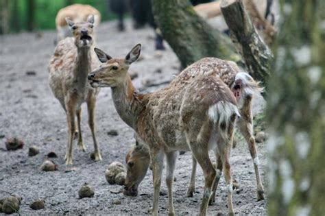 Ausflug Und Reisetipps Reisebericht Ein Besuch Im Serengeti Park