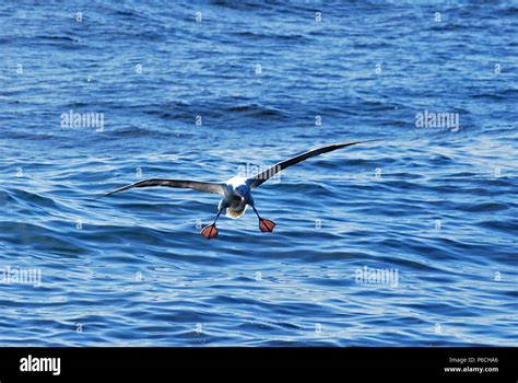 New Zealand albatross Stock Photo - Alamy