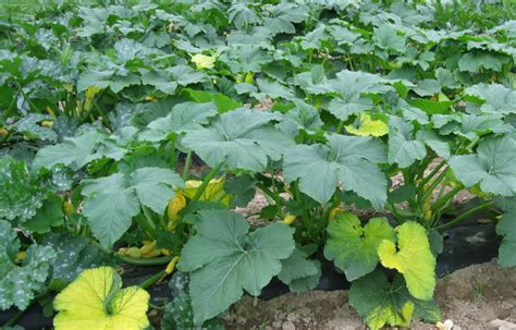 Pumpkin Leaf The Many Health Benefits Of This Plant Kemi Filani