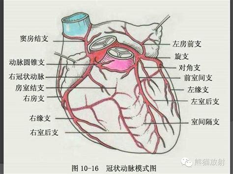 冠状动脉系统解剖CTA解剖分段及中英文名称对照