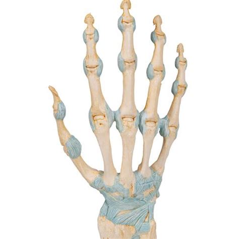 Represents Structure of Bones of Hand and Part of Radius and Ulna ...