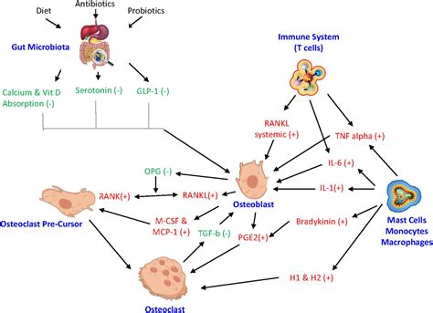 Frontiers The Effect Of Inflammation On Bone