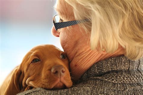 Cuál es la raza de perro más adecuada para una persona mayor