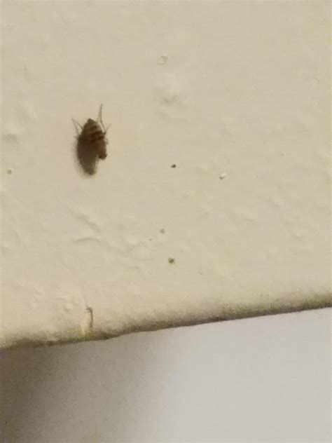 What is this bug?? Live in Nj : r/whatsthisbug