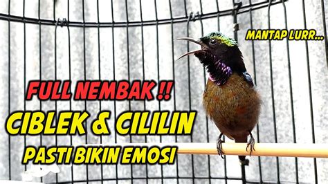 SUARA BURUNG KONIN GACOR FULL NEMBAK ISIAN CILILIN COCOK BUAT