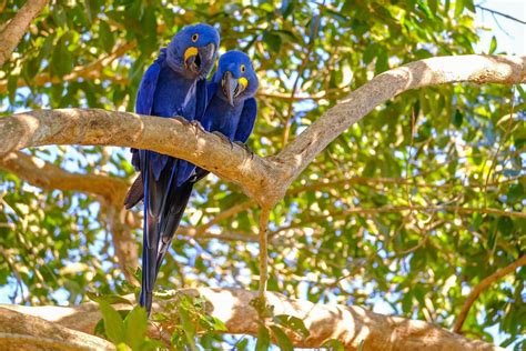 The Hyacinth Macaw In Brazil