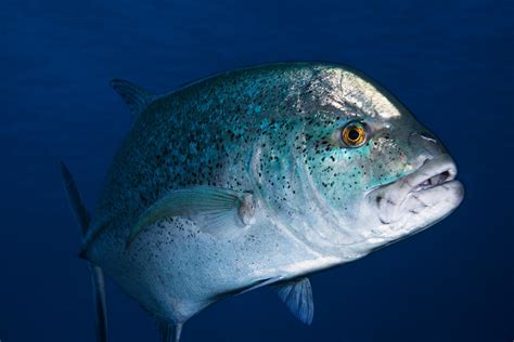 Photo Sous Marine Photographe Sous Marin Carangue Bleu