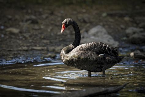 PIX 2766 Cygne Noir Cygnus Atratus Black Swan Kryztophe Flickr