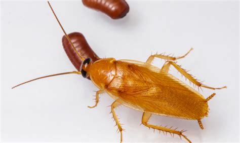 Shelbyville Cockroach Control Local Roach Exterminator