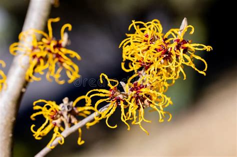 Yellow Flowers Witch Hazel Blossoms In Early Spring Stock Photo