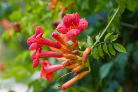 Growing Trumpet Vine Care Guide Garden Lovers Club