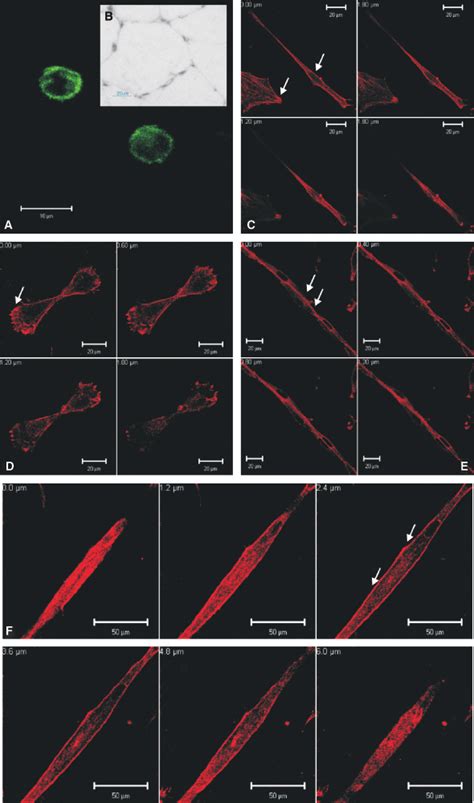 Immunocytochemical Localization Of Integrin A3 Subunit At Various