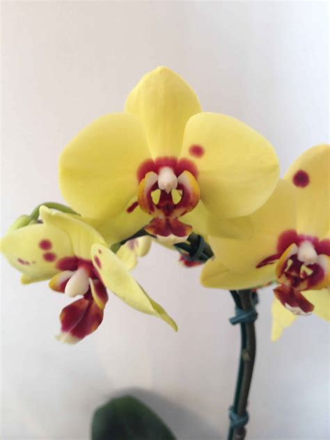 Orqu Dea Phalaenopsis Pre O E Como Cuidar Tc