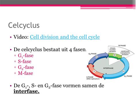 Jong Blijven Vernieuw Je Cellen Ppt Download